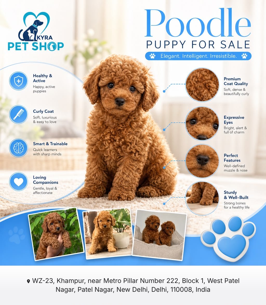 Poodle